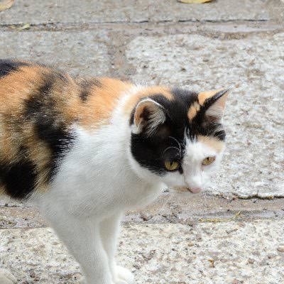 ひびの
